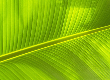 close-up photo leaf, Background, Lines, Foliage, photosynthesis HD wallpaper