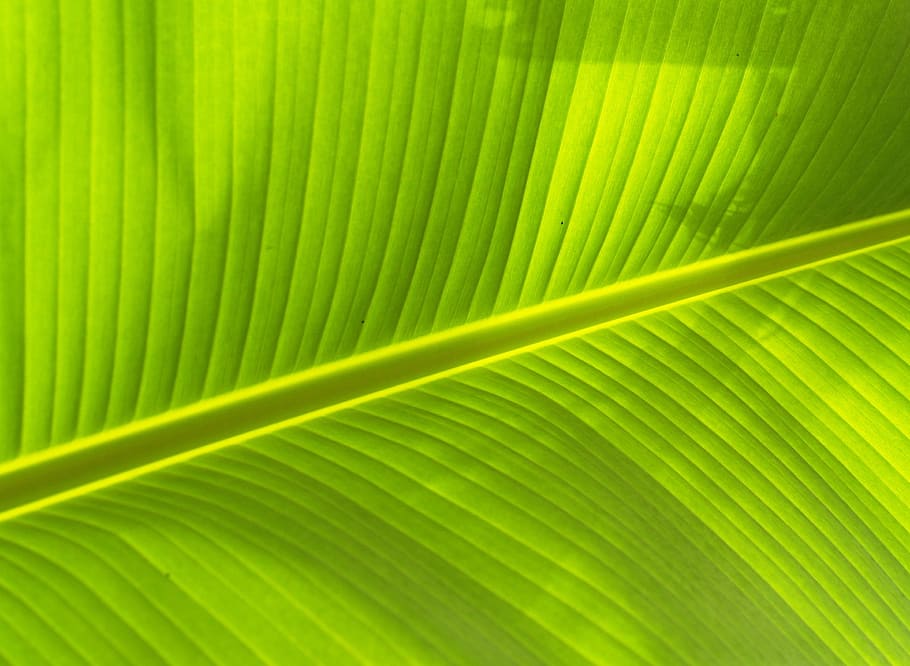 close-up photo leaf, Background, Lines, Foliage, photosynthesis HD wallpaper