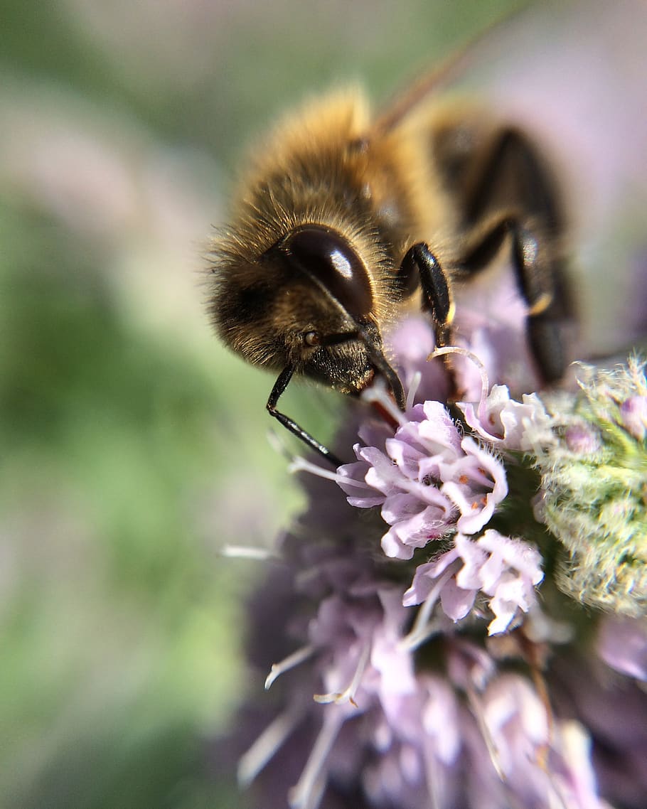 HD wallpaper: bee, flower, purple, at work, nature, spring, honey