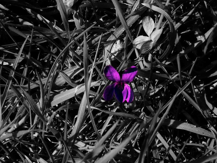 macro, flower, nature, spring, purple, garden, plant, flowering plant HD wallpaper