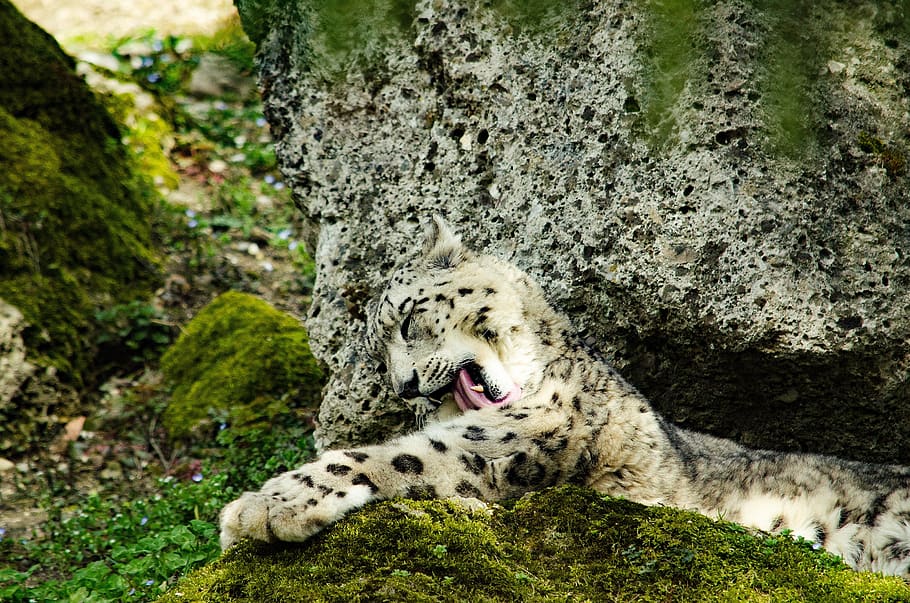 snow leopard, big cat, zoo, mammal, animal themes, one animal HD wallpaper