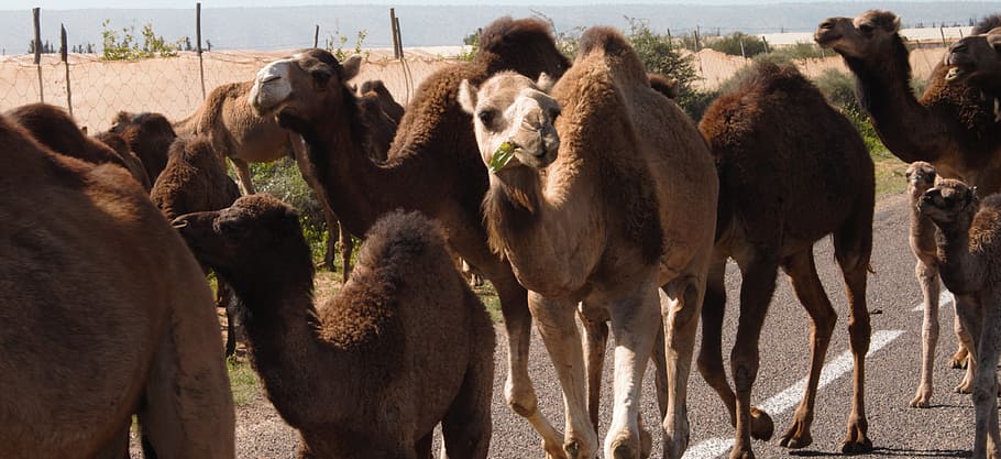 traffic jam, camels, morocco, marrakesh, mammal, animal, group of animals, HD wallpaper