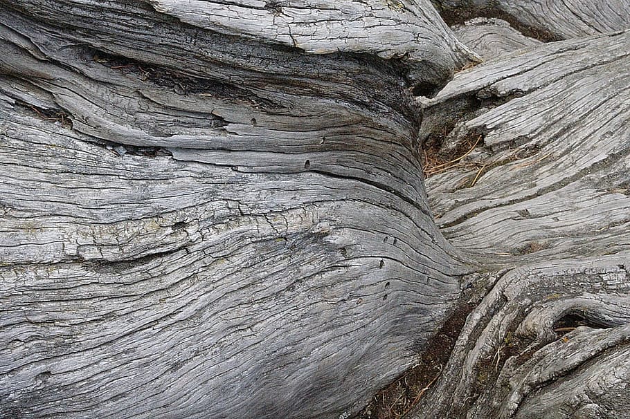 root, tree, grain, bark, old, wood, nature, backgrounds, full frame HD wallpaper