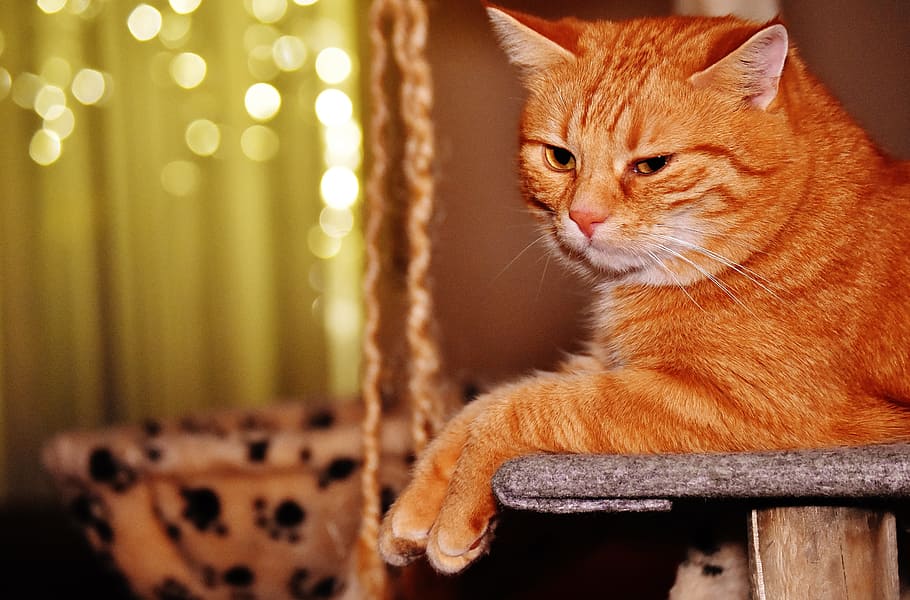 Cat, Cute, Mackerel, Tiger, red, funny, sweet, cuddly, animal HD wallpaper