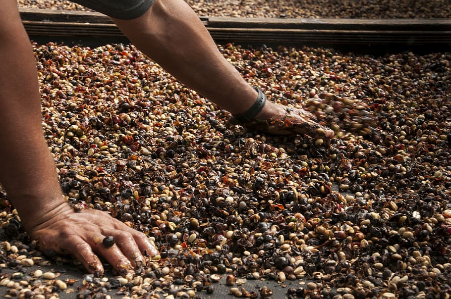 person holding brown beans, coffee, grain, coffee bean, human body part HD wallpaper