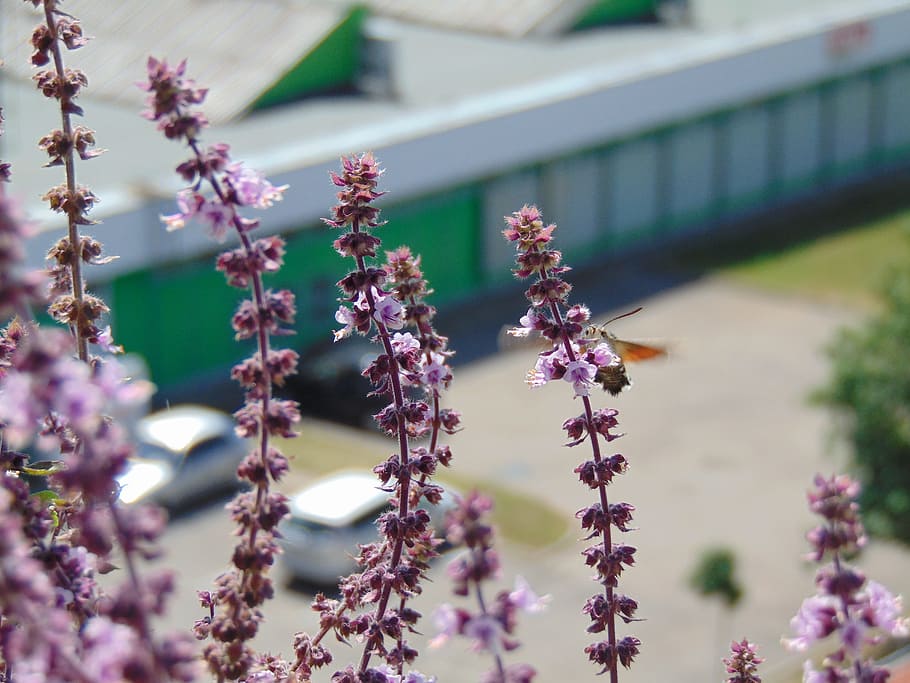 basil, insect, fly, plant, spice, herb, flowering plant, nature HD wallpaper