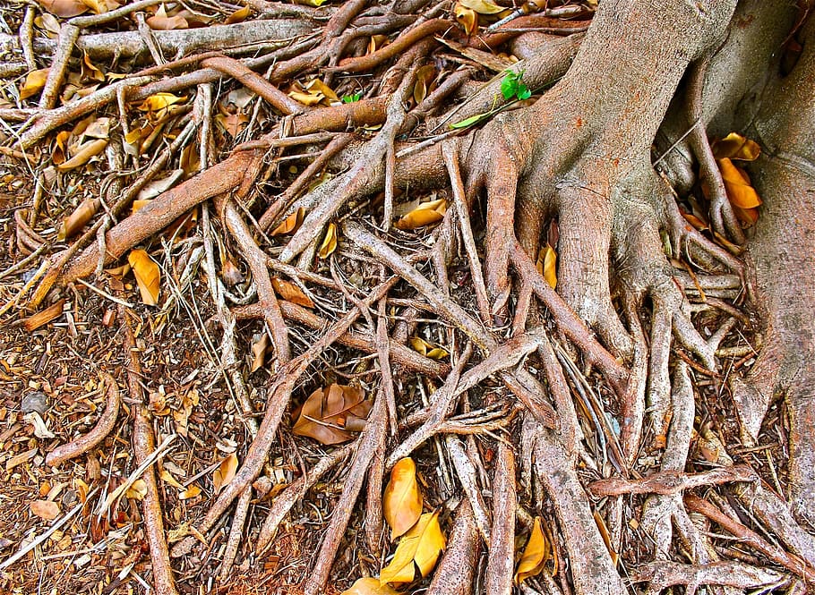 tree, trees, wood, tree branches, plants, bark, nature, autumn HD wallpaper