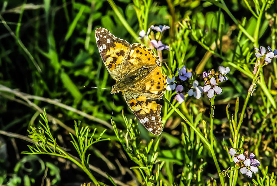 butterfly, colourful, nature, spring, environment, insect, flower HD wallpaper