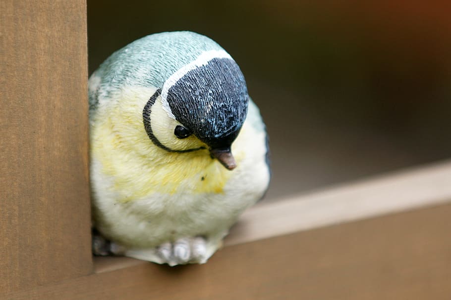 bird, tit, cemetery, contemplative, mourning, peace, figure HD wallpaper