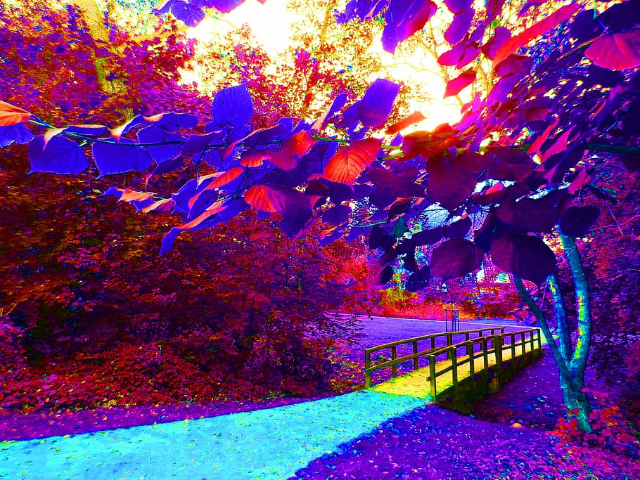 Bridge, Nature, Park, Web, tree, autumn, multi colored, outdoors HD wallpaper