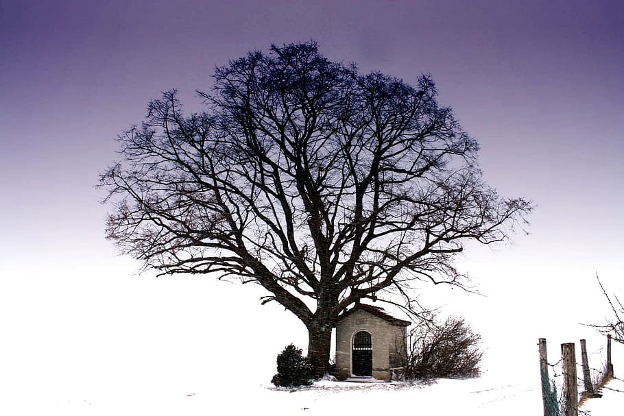 Tree, Snow, Chapel, Away, Fence, sky, wood, mood, winter, wintry HD wallpaper