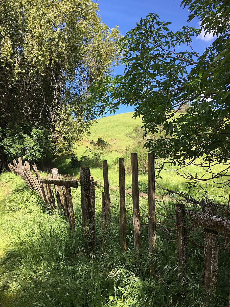 Fence, Outdoors, Broken, Peaceful, nature, country, tree, grass HD wallpaper