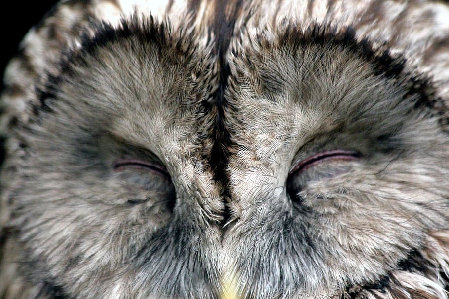 gray owl with closed eyes, bird, sleeps, front disc, feathered race