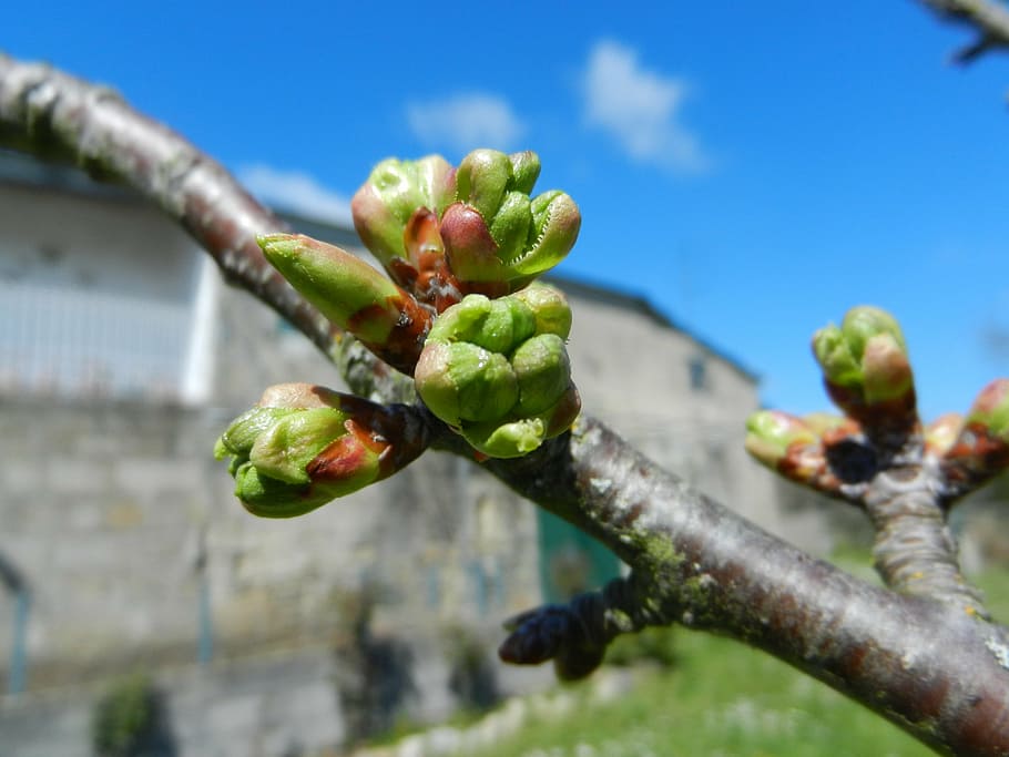 cherry buds, spring, garden, food, food and drink, healthy eating HD wallpaper