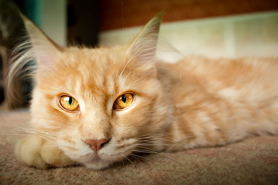 selective focus photograph of orange tabby cat, concerns, lynx HD wallpaper