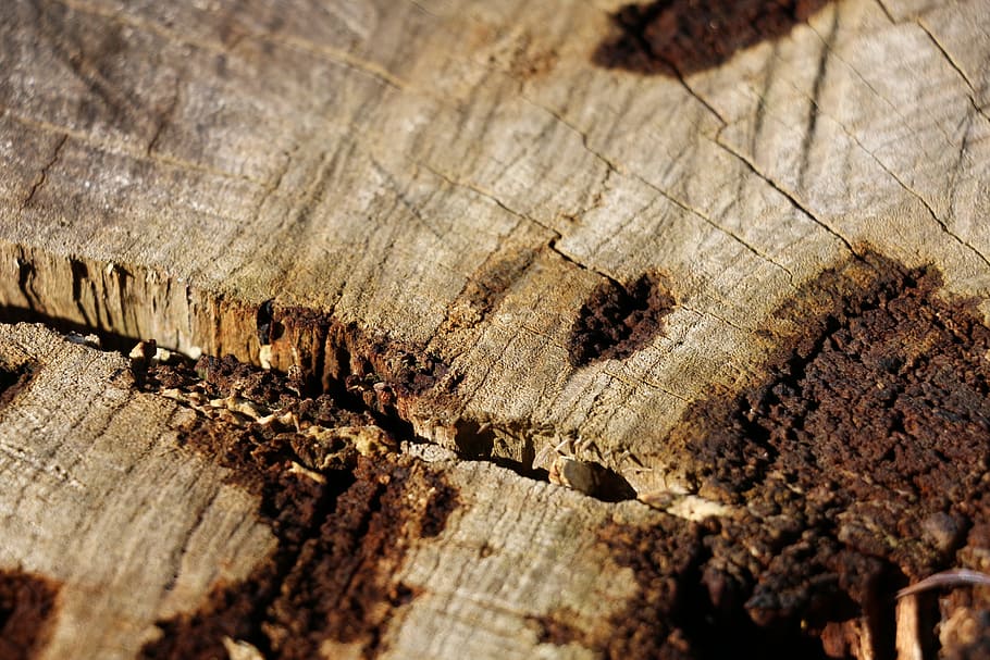 Wood, Stump, Bark, Nature, Tree, age, environment, forest, plant HD wallpaper