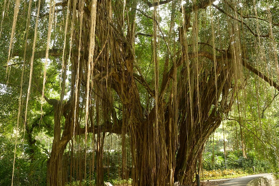photo of tree during daytime, aerial roots, giant tree, lianas