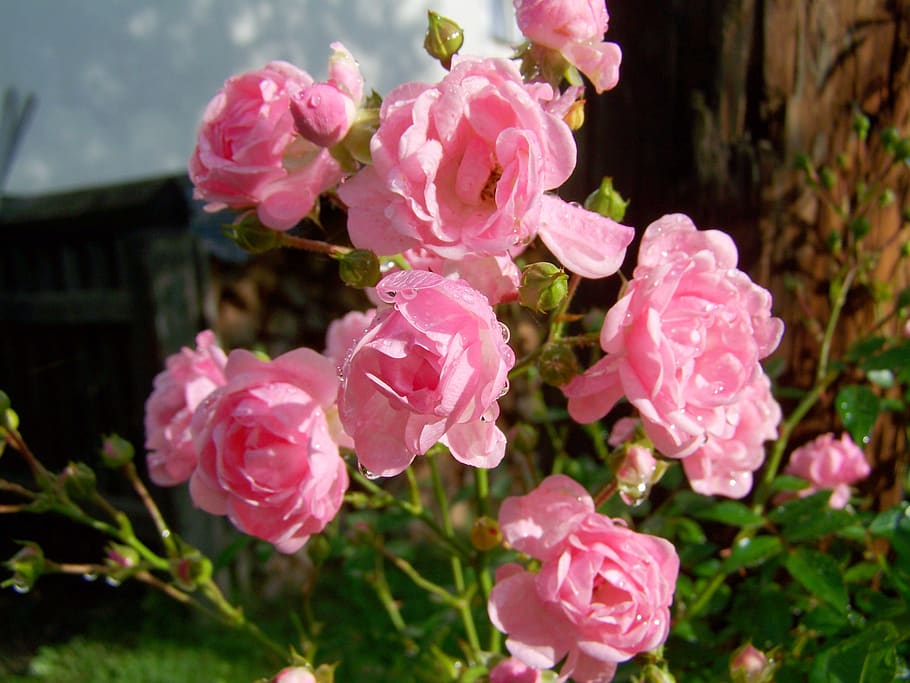 rose, pink rose, raindrops, flowering plant, pink color, beauty in nature HD wallpaper
