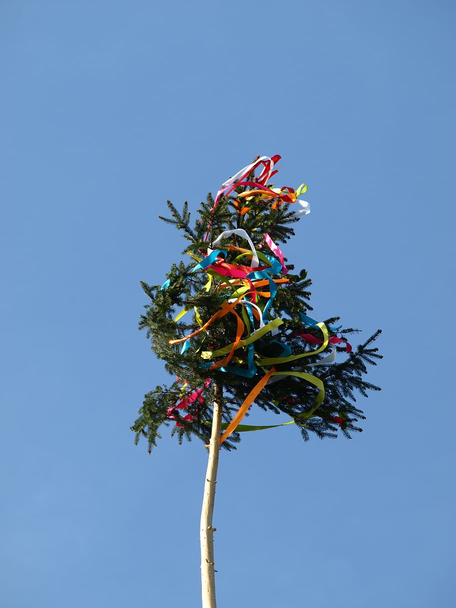 Maypole, Tradition, Decorated, 1, need old, decorated tree HD wallpaper