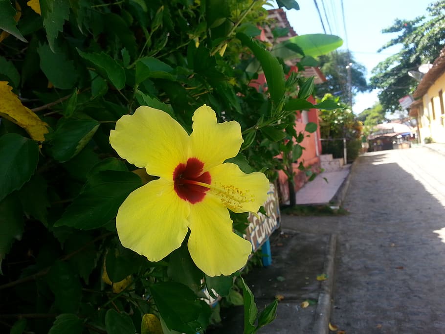 flower, street, boipeba, flowering plant, yellow, freshness HD wallpaper