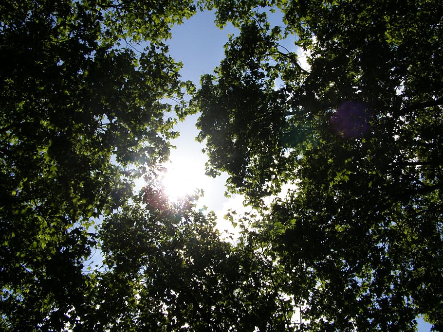 trees, nature, forest, green, plant, park, leaf, outdoor, sunlight HD wallpaper