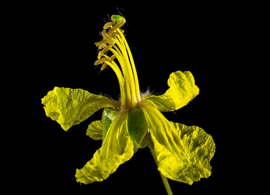 blossom, bloom, yellow, studio shot, black background, indoors HD wallpaper