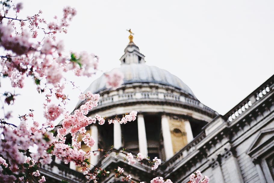 shallow focus photography of temple near pink flowers, worm's eye view photography of gray concrete building HD wallpaper