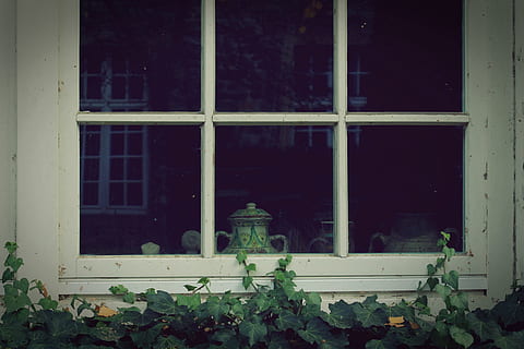 white wooden framed glass window, ivy, wall, facade, green HD wallpaper