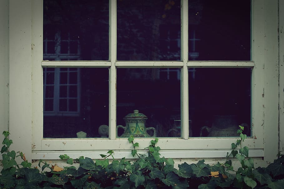 white wooden framed glass window, ivy, wall, facade, green HD wallpaper