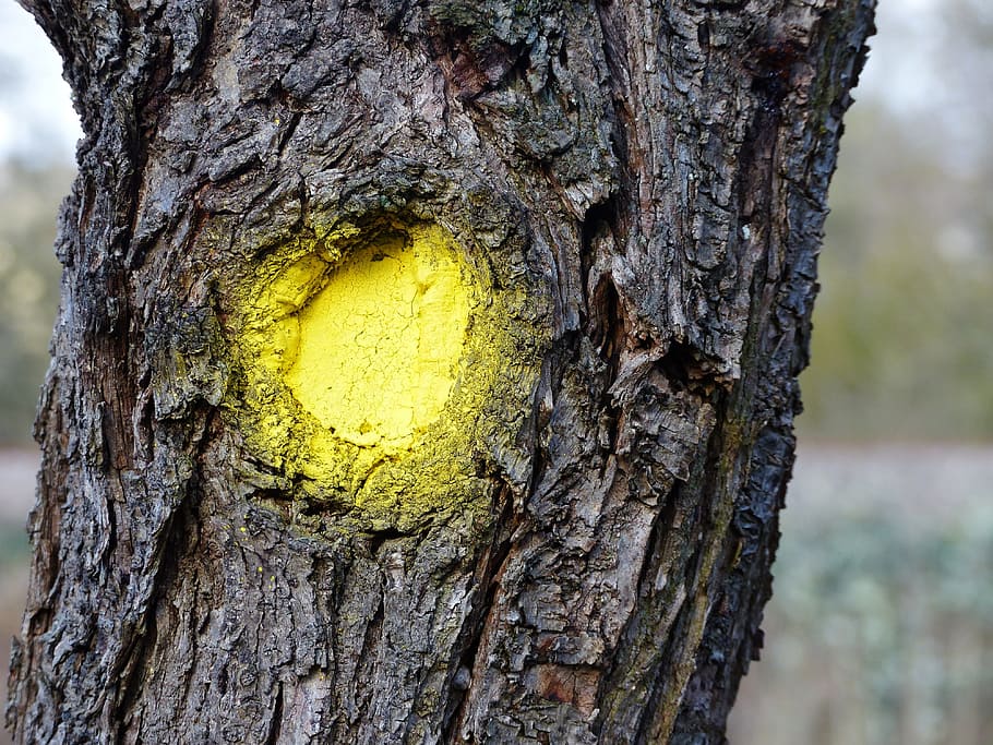 Log, Yellow, Dot, Art, Tree Bark, yellow dot, structure, mark HD wallpaper