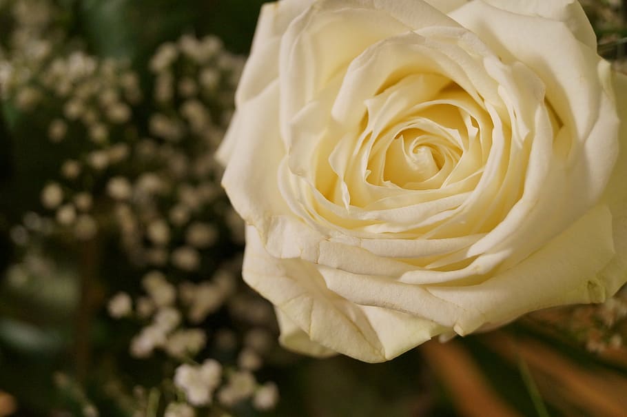 way, rose, wedding, white, petals, flower, flowering plant HD wallpaper