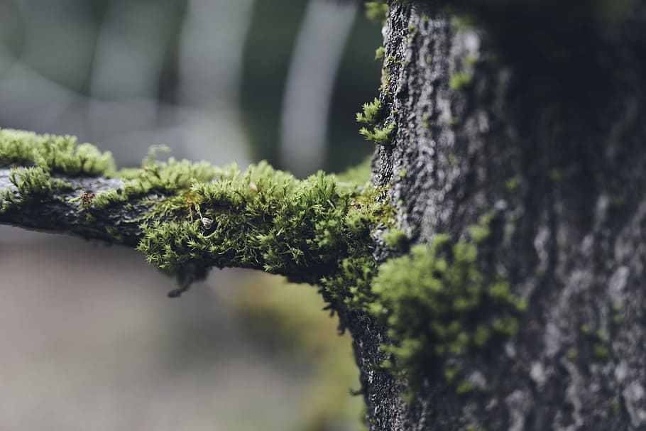 A wood of moss, macro photogray of green tree algae, branch, blurry, HD wallpaper