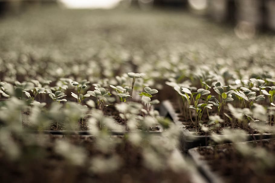 macro photo of green leafed plant, vegetable plot, sprout, selective focus HD wallpaper