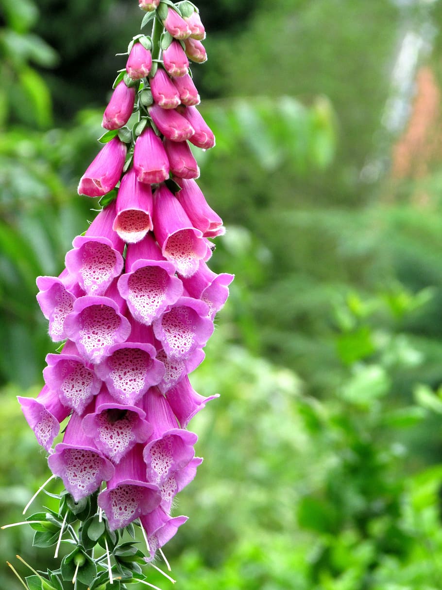 flower, summer, nature, plant, pink color, growth, beauty in nature HD wallpaper