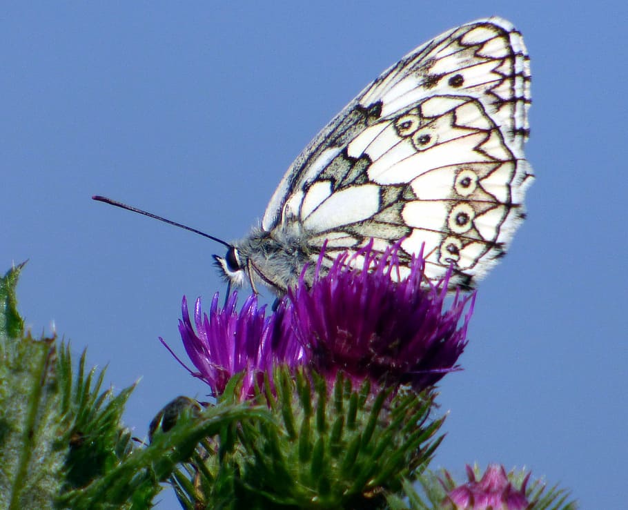 spring, butterfly, sky, nature, flowers, insect, forage, wings HD wallpaper
