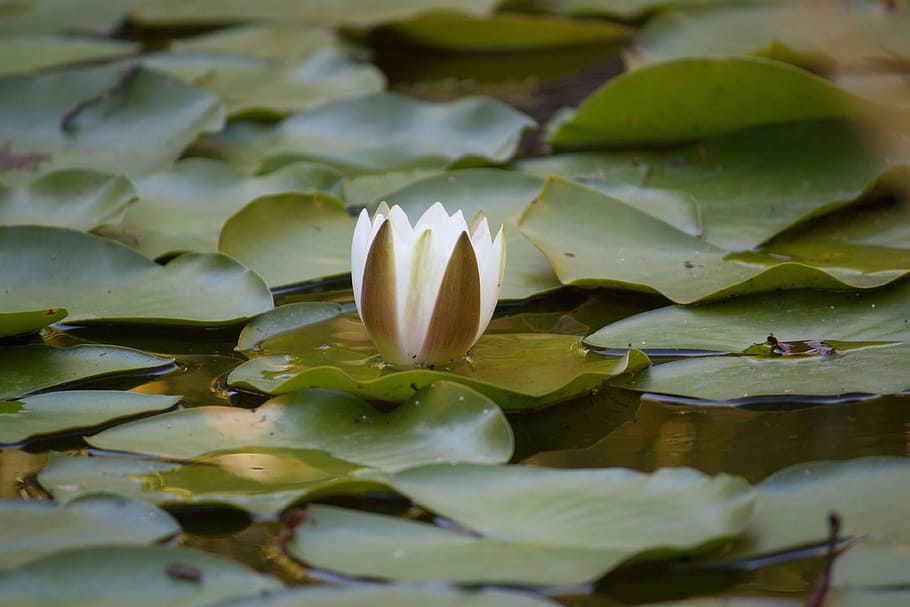 person taking photo of white lotus plant in tilt shift photography