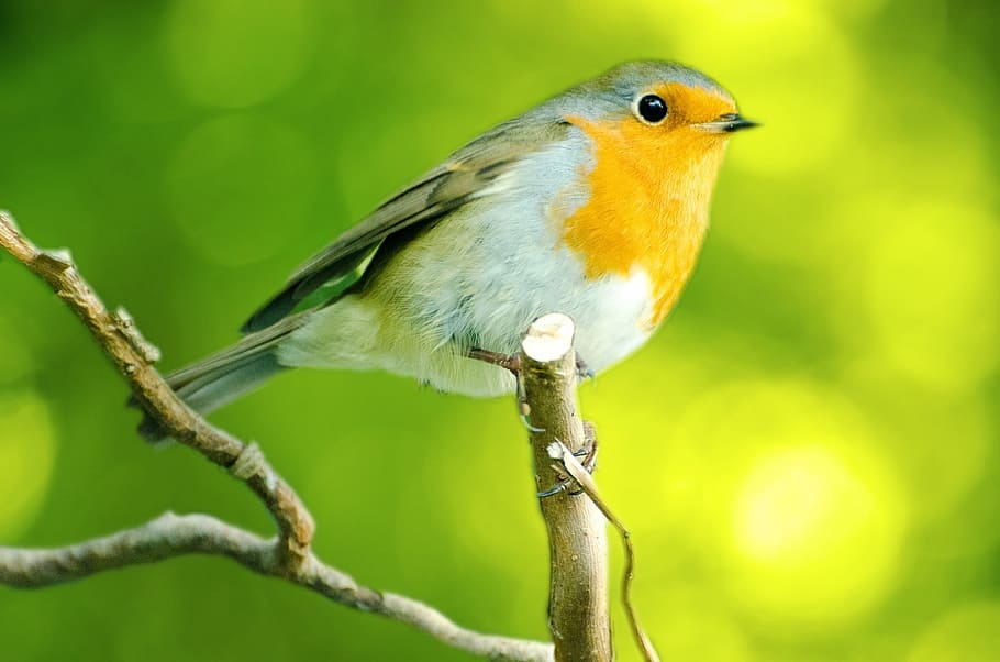 shallow focus photography of European robin bird perched on branch HD wallpaper