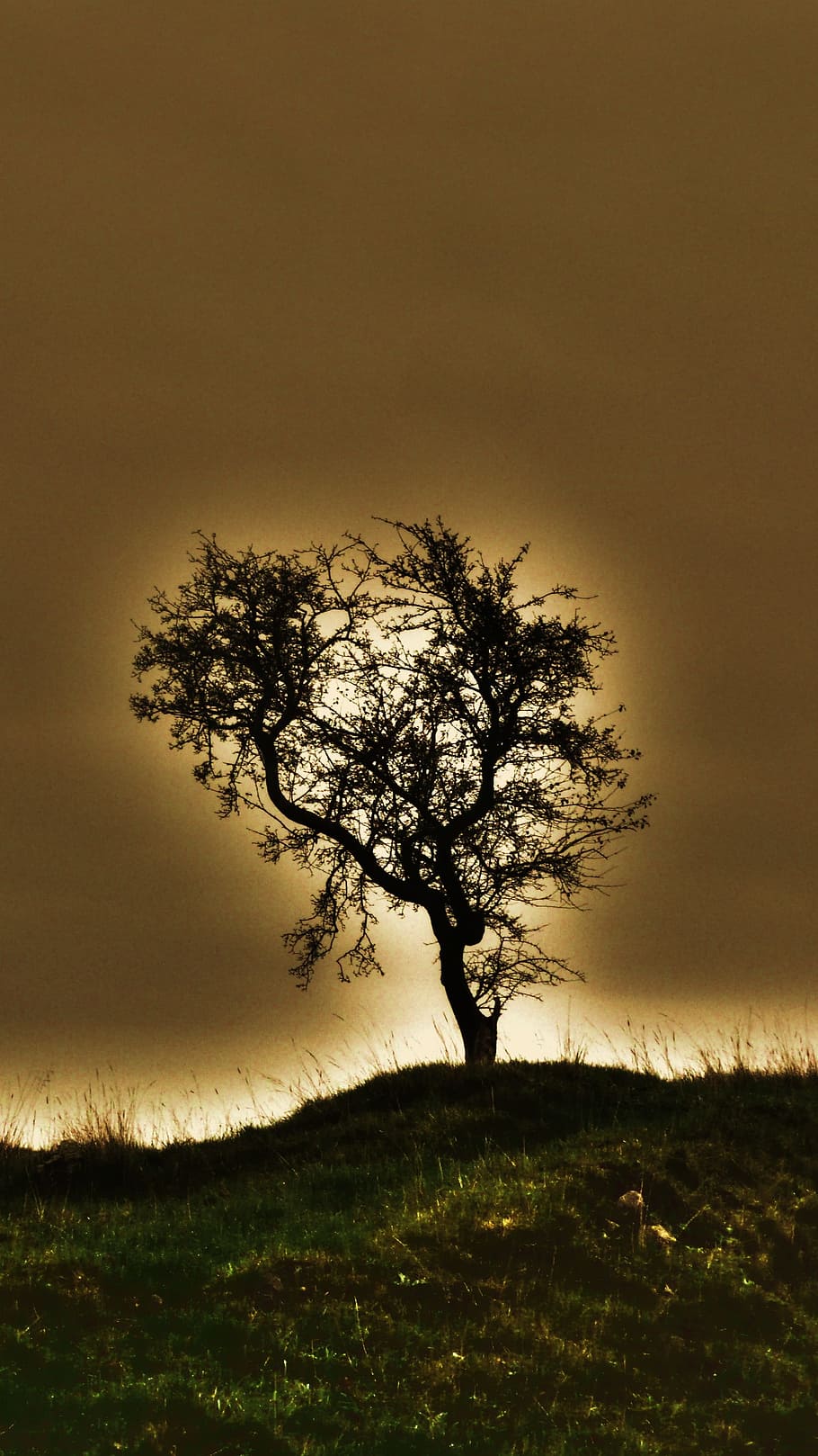 Tree, Sun, Nature, Background, Light, effects, branch, branches HD wallpaper
