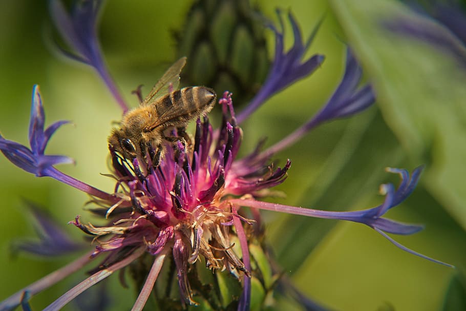 cornflower, bee, blue, blossom, bloom, summer, plant, wild flower HD wallpaper
