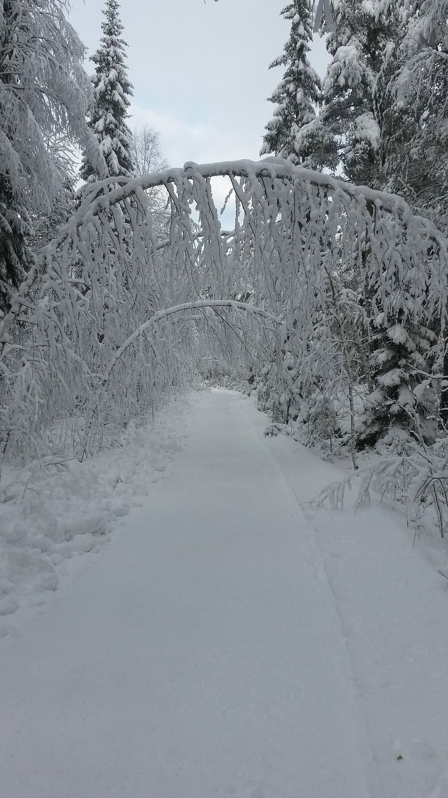 Marge, Forest, lumitie, snow, winter, cold temperature, nature HD wallpaper