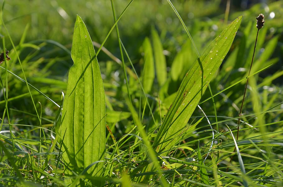 close-up photography green grass at daytime, plantain, green color HD wallpaper