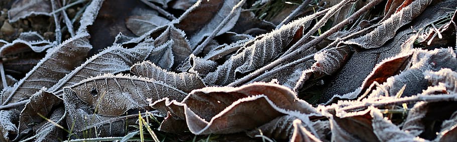 withered brown leaves, meadow, ripe, hoarfrost, autumn, cold