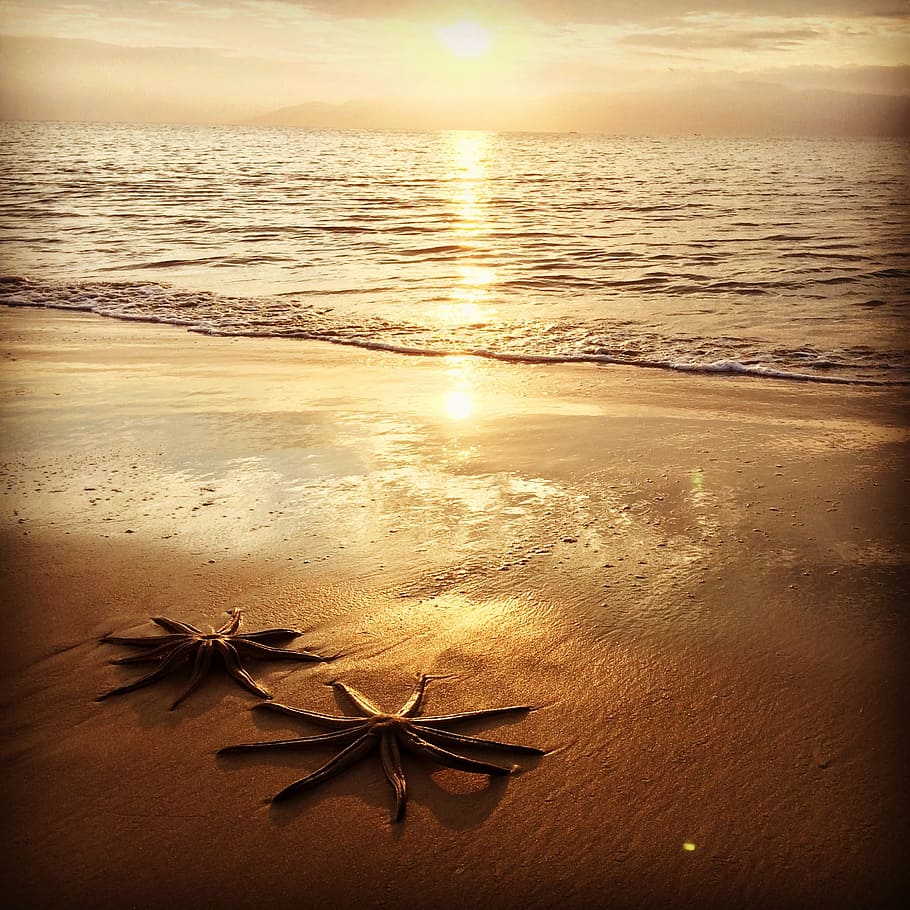 star, mar, sol, starfish, sunset, sea, water, beach, sky, nature HD wallpaper
