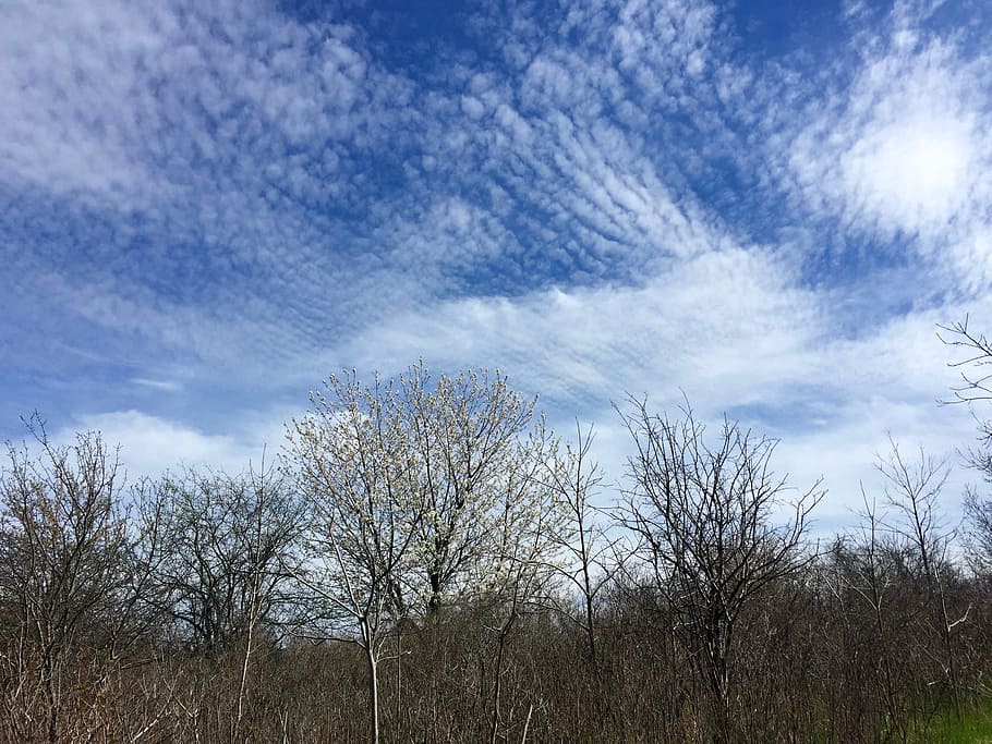 Clouds, Cirrus, Stratus, sky, blue, white, trees, bare, open HD wallpaper