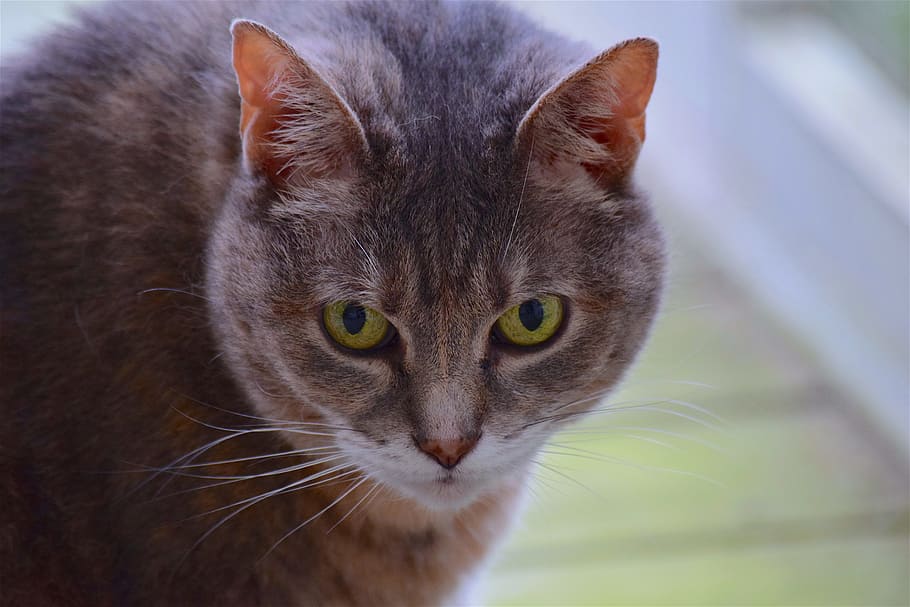 Cat, Portrait, Face, Ears, Furry, Cute, domestic, animal, pet HD wallpaper