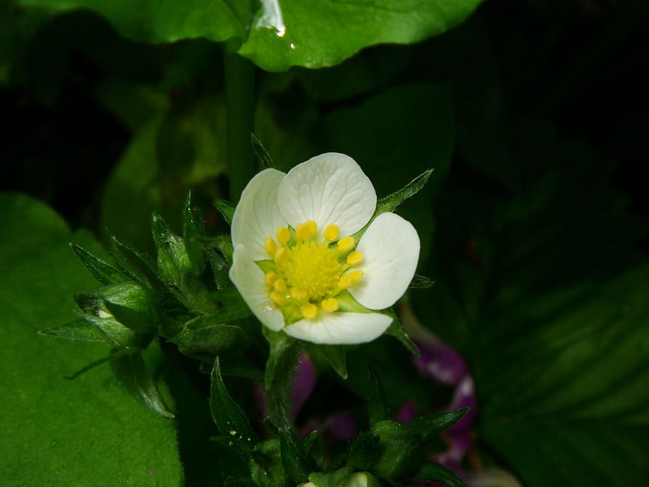 Drop, Flower, Strawberries, nature, plant, petal, close-up HD wallpaper