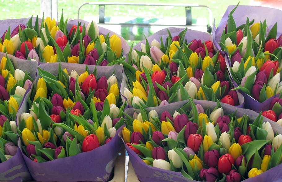 flowers, tulips, nature, spring, blossom, freshness, flowering plant HD wallpaper