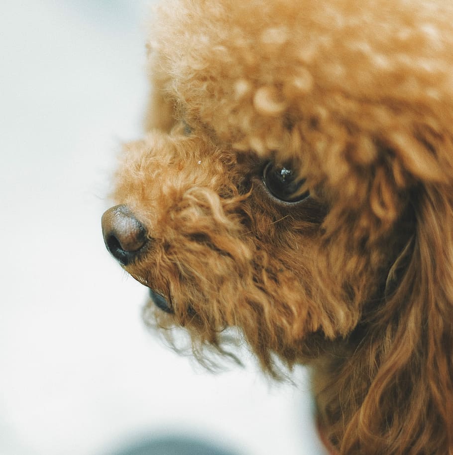 adult brown apricot toy poodle, long-coated brown dog, one animal