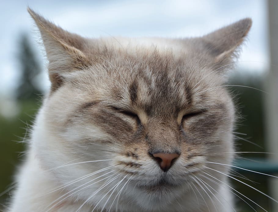 cat, portrait, head, face, eyes close, domestic animal, ears cat HD wallpaper