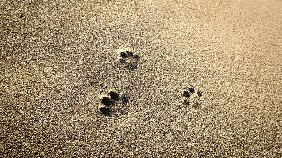 cat prints, sand, footprint, beach, mark, land, high angle view, HD wallpaper